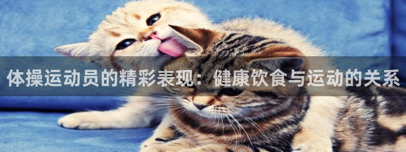 风速体育在线：体操运动员的精彩表现：健康饮食与运动的关系